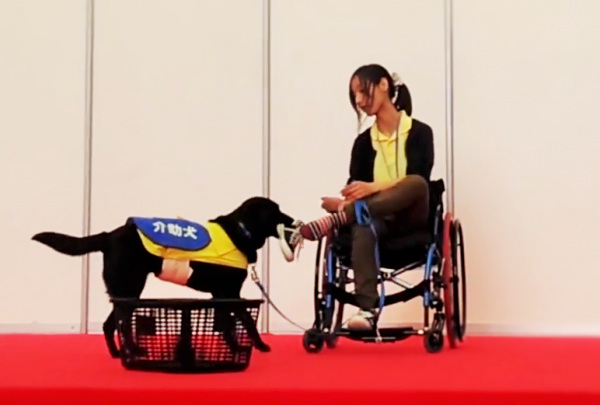 靴を脱がせる介助犬レディちゃん　バリアフリー2015イベントステージの様子