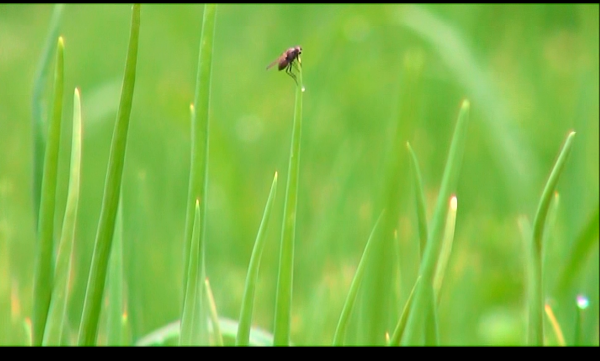 ドキュメンタリー映画「大地の花咲き」の一場面より