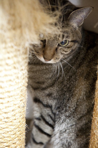 しゃら次郎。猫タワーの足下に隠れる。大きいカメラも怖がっていた＝撮影・岩村美佳