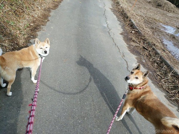 ウンチ拾いにもたもたしていると、まだーという顔をされます