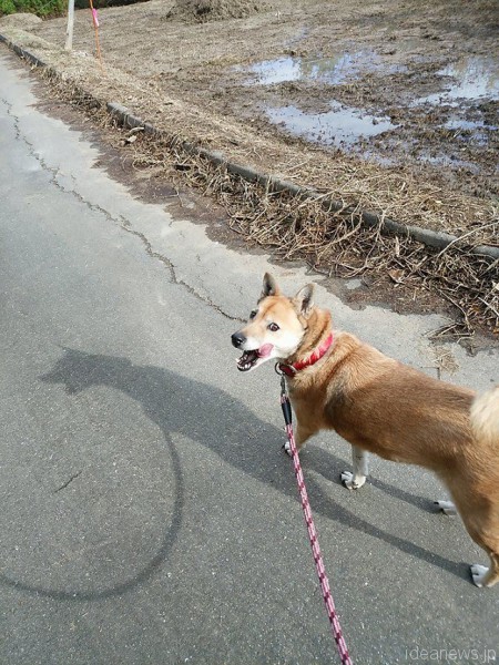 「散歩道なら私が知ってるから」と言いたげな保護犬 