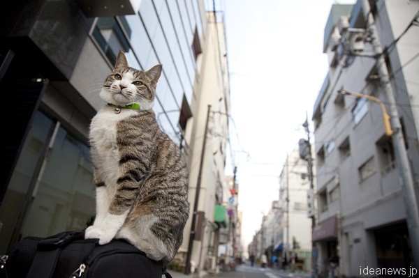 私の機材バッグの上で街を見渡すトラちゃん。生後１０カ月＝撮影・岩村美佳