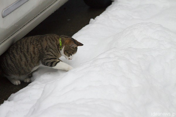 雪と遊ぶトラちゃん。生後１０カ月＝撮影・岩村美佳