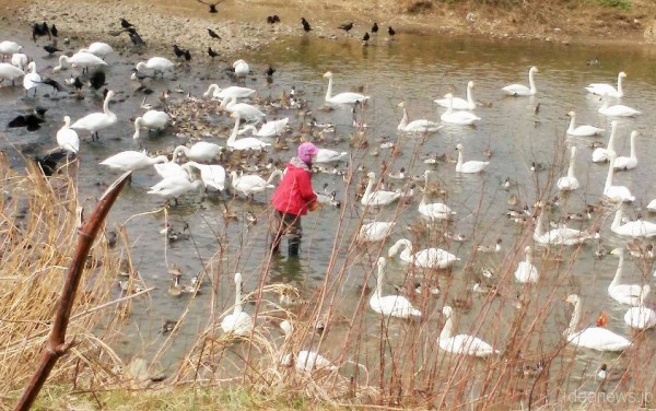 阿武隈川「白鳥飛来地」=撮影・松中みどり