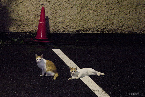 野良猫時代のびわ吉＆ゆず吉。駐車場にて＝撮影・岩村美佳