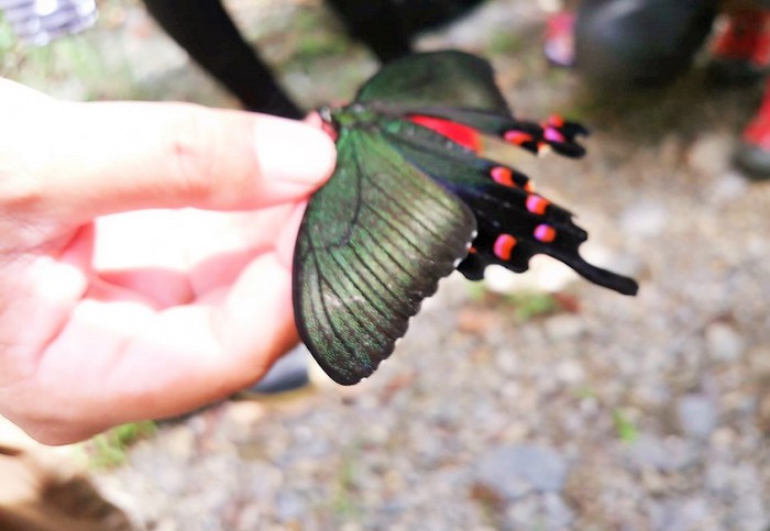 オキナワカラスアゲハのメスの死体＝撮影・松中みどり