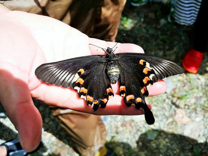 オキナワカラスアゲハのメスの死体　裏返すとこんな模様＝撮影・松中みどり