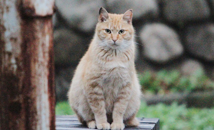 「りゅた君」探しで出かけた先の公園で見かけた地域猫＝撮影：アイデアニュース・橋本正人