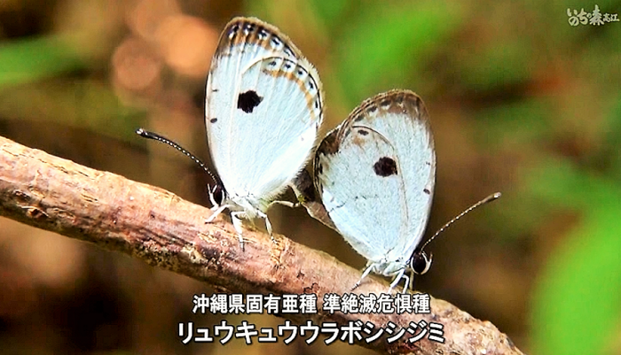 映画「いのちの森 高江」より