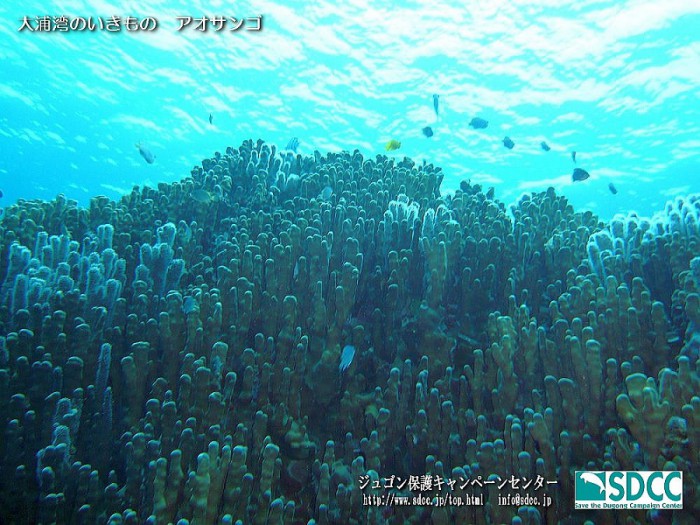 大浦湾のチリビシで発見された、アオサンゴ群集。ジュゴン保護キャンペーンセンター