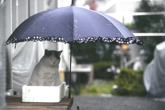 単行本『やさしいねこ　うちの ぽー』より