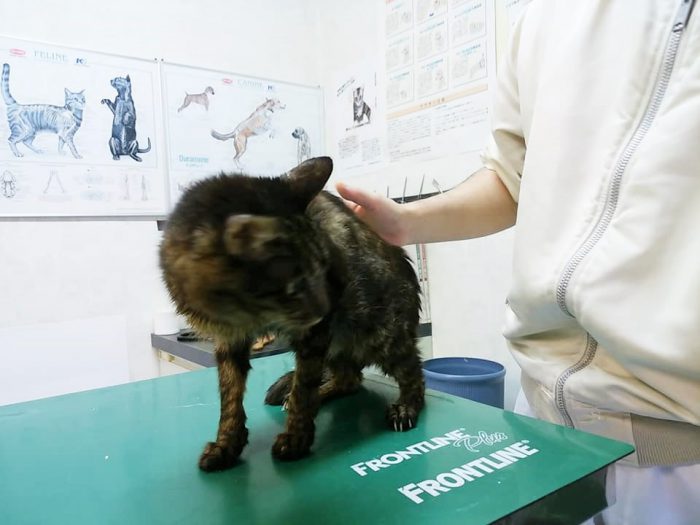 病院の中には保護された猫がたくさんいました＝撮影・松中みどり