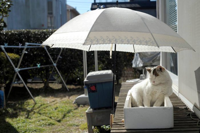 外猫時代の「ぽー」の定位置＝写真エッセイ『やさしいねこ　うちの ぽー』より