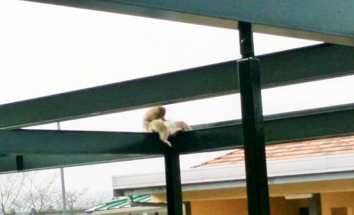 小高で泊まった宿の屋根の上を走り回る猿たち＝撮影・松中みどり