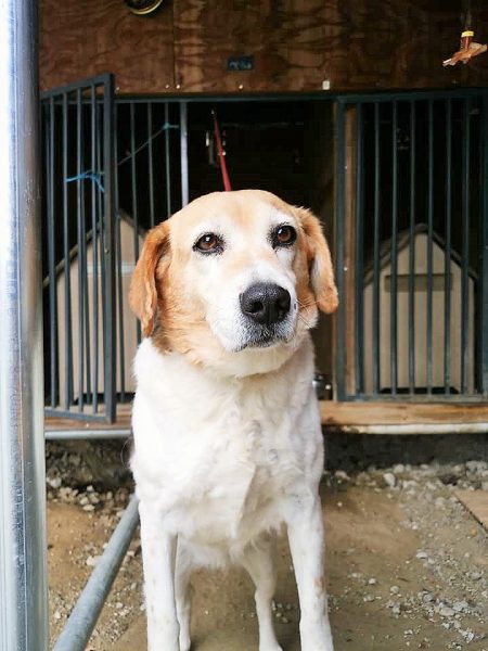 赤間さんのところの犬　こんな目をして見られると泣けてきます=撮影・松中みどり