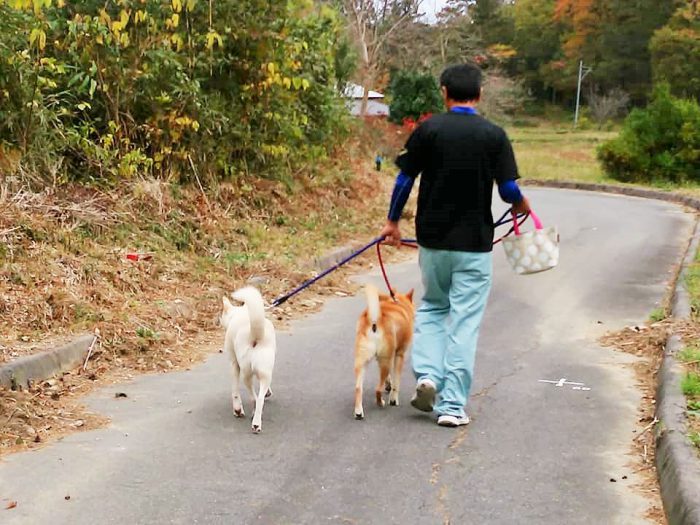 20匹ほどの犬を毎日散歩させるのです＝撮影・松中みどり