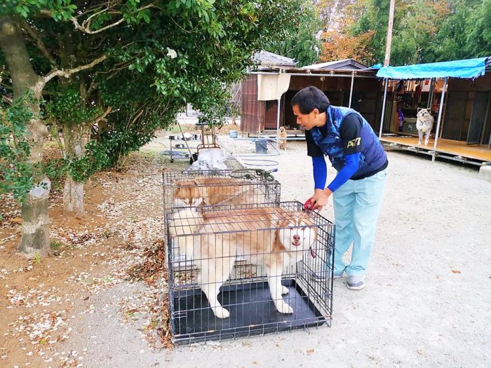 ドッグランを最も楽しみにしているハスキー犬のリアとロス＝撮影・松中みどり