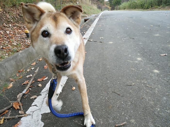 お散歩が嬉しい赤間さんシェルターの犬＝撮影・松中みどり