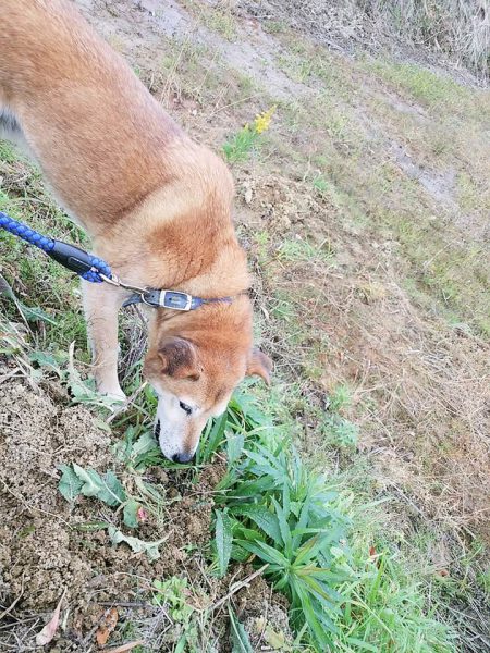 お散歩が嬉しい赤間さんシェルターの犬＝撮影・松中みどり