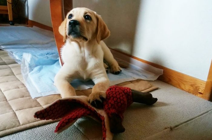 相良さんのところにやってきた2ヵ月の子犬、ミスジェロニモちゃん。やんちゃ盛りで、少し眠くなってきたところ=撮影・松中みどり