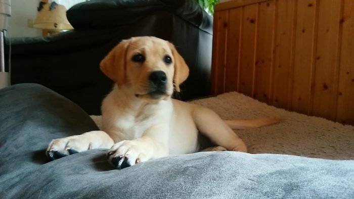 相良さんのところにやってきた2ヵ月の子犬、ミスジェロニモちゃん=撮影・松中みどり