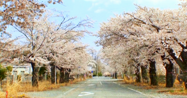 見事な桜並木を眺める人はひとりもいない福島県富岡町＝映画「ナオトひとりっきり　Alone in Fukushima」より
