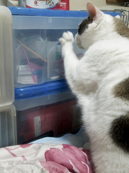 ここはおもちゃケース。お気に入りの猫じゃらしが欲しくてガリガリ＝撮影・岩村美佳