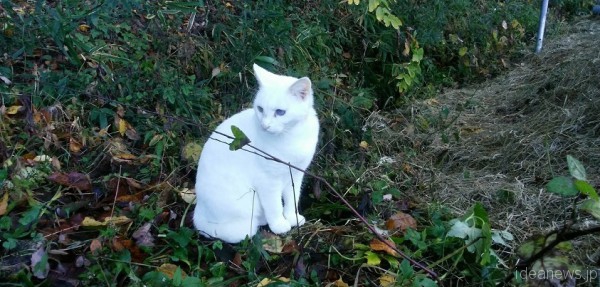 しろは、この日久しぶりに外に出ることができました。外だと本当に目立つ美しい白猫です=撮影・松中みどり