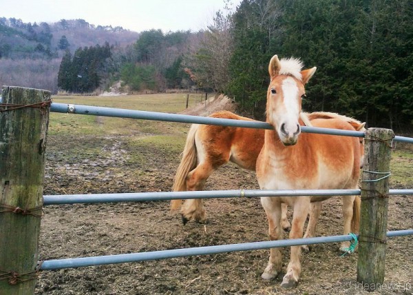 飯舘村にある細川牧場で生きている馬たち=撮影・松中みどり