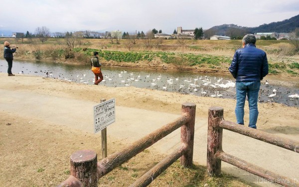 阿武隈川には、白鳥飛来地があります。市民のいこいの場所=撮影