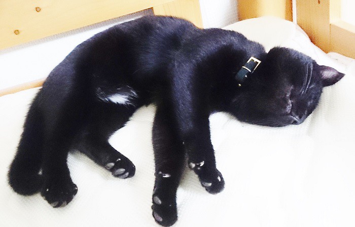 黒猫「りゅた」君、黒い首輪をしています＝写真提供・飼い主さん