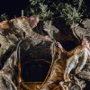 こまつ座「木の上の軍隊」舞台写真（左より、山西惇、松下洸平）＝撮影：谷古宇正彦