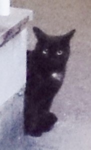 宝塚市鶴の荘で目撃された黒猫。胸に白い毛がありますが、りゅた君は腹の部分に白い毛があるので、りゅた君ではないようです＝2016年11月19日提供