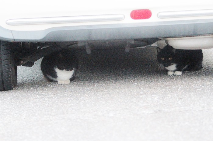 宝塚市宝梅の駐車場にいた白ソックスの黒猫2匹。白ソックスなので、りゅた君ではありませんがご参考用に＝2016年11月21日、アイデアニュース・橋本正人撮影