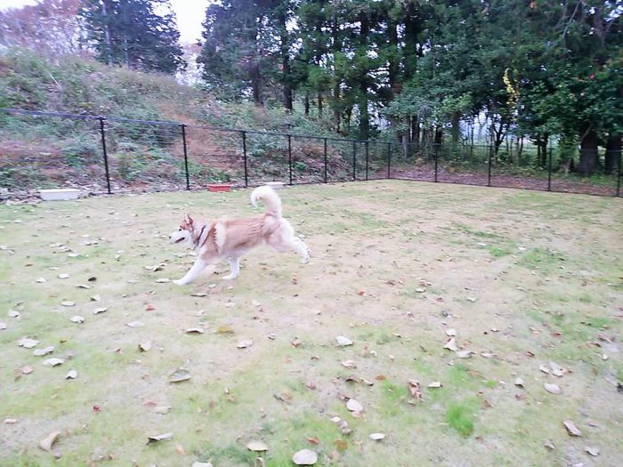 完成したドッグランを走る赤間さんのところのハスキー犬リアちゃん＝撮影・松中みどり